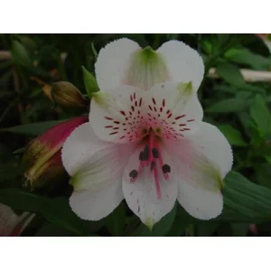 Давос Давос